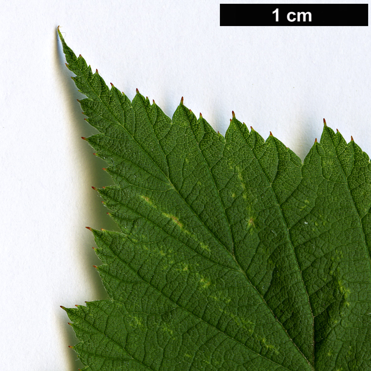High resolution image: Family: Rosaceae - Genus: Rubus - Taxon: occidentalis - SpeciesSub: ’Black Jewel’
